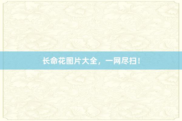 长命花图片大全，一网尽扫！